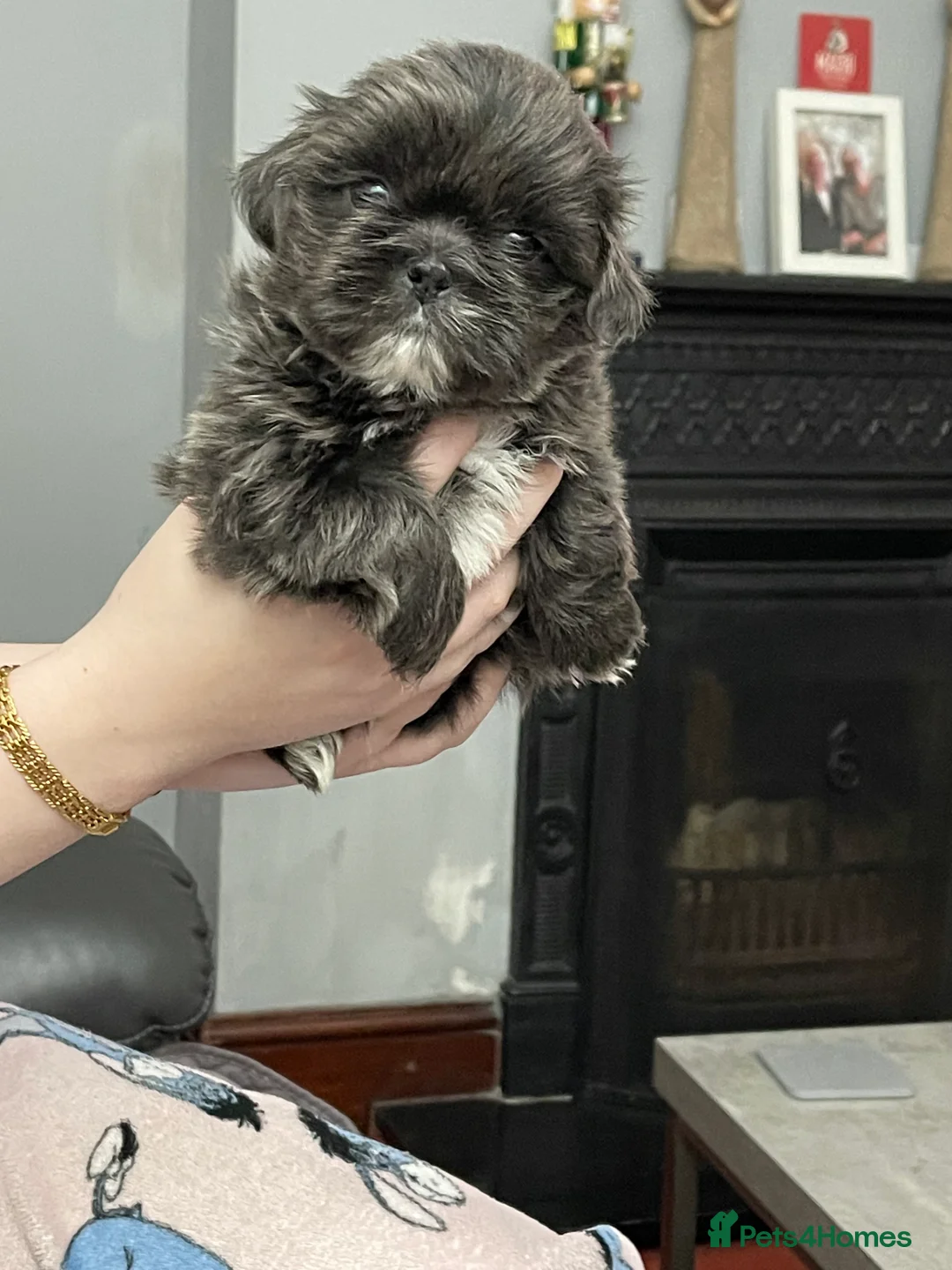 Shih Tzu dogs for sale:  imperial shihtzu dobie carriers karishishi only 2 - Advert 30