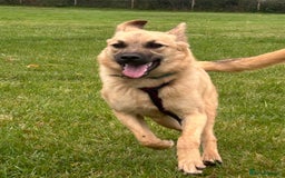 Mixed Breed dogs for adoption: Luanna - Norwich Norfolk  - Image 4