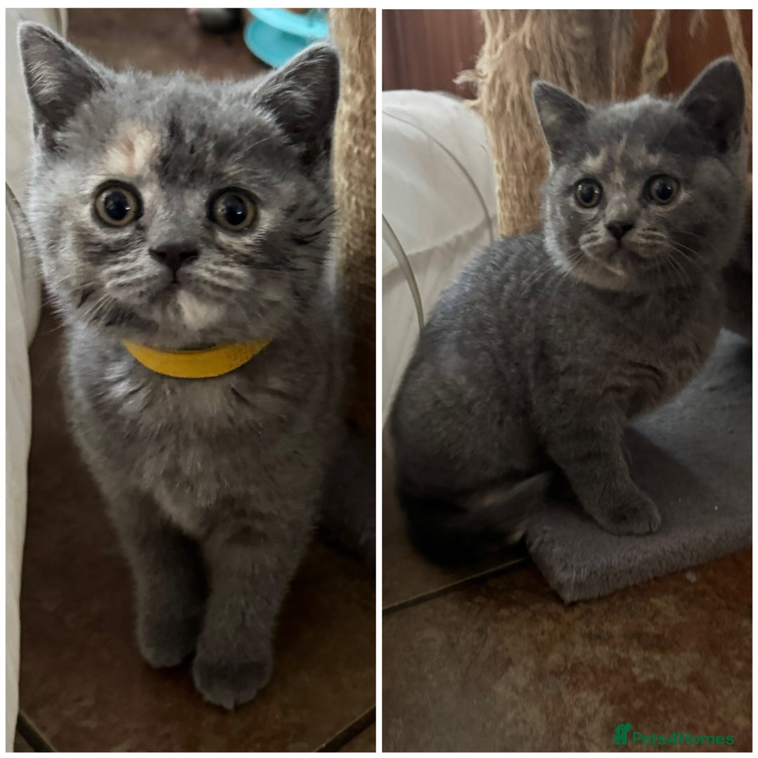 British Shorthair cats for sale: Two female British Shorthair kittens for sale - Image 1