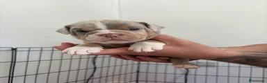 Old Tyme Bulldog Puppy 7