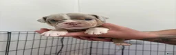 Old Tyme Bulldog dogs for sale: Old Tyme bulldog pups - Advert 8