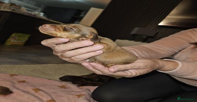 Miniature Dachshund dogs - Advert 15