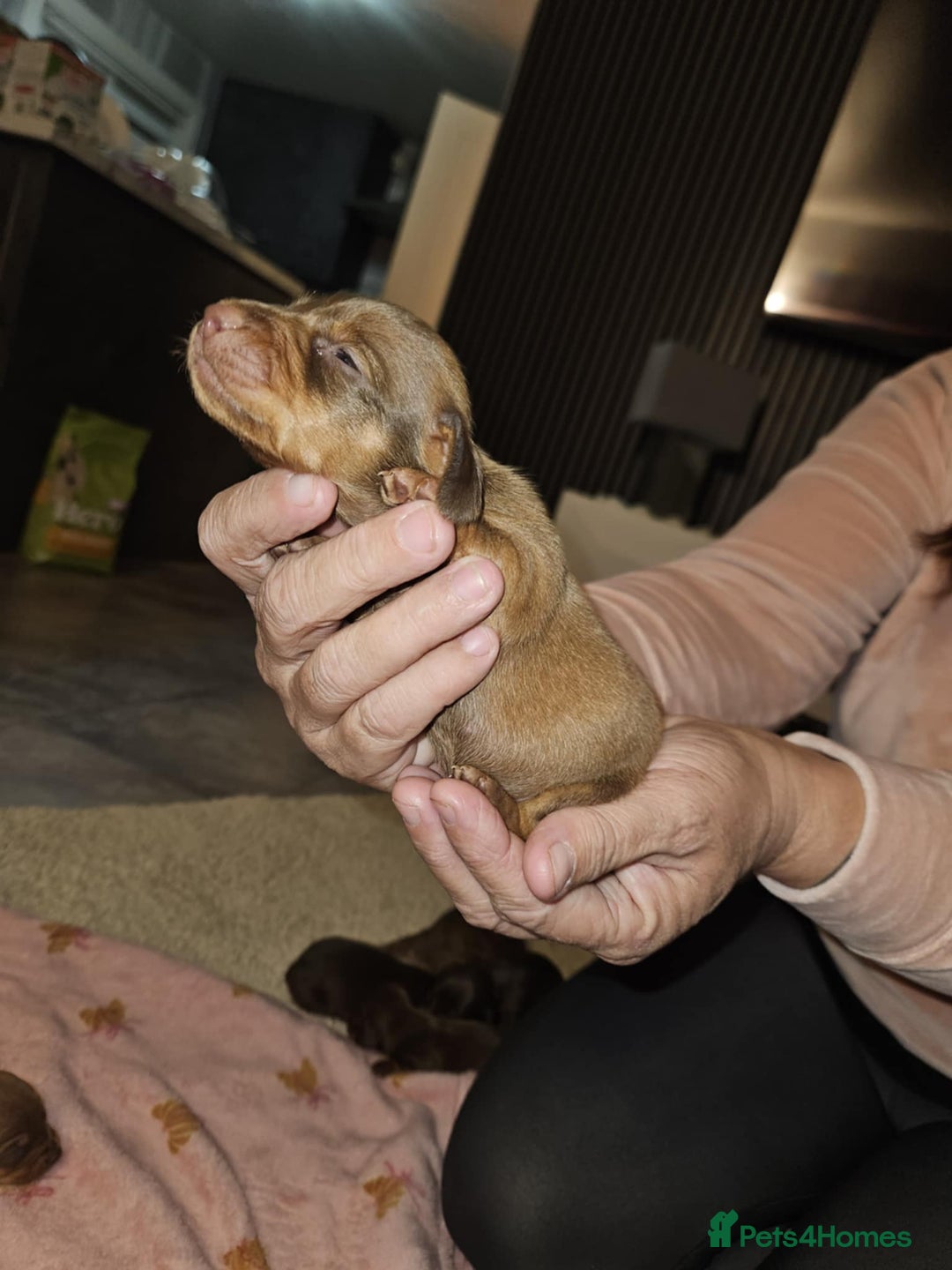 Miniature Dachshund dogs for sale: Miniature dachshunds - Image 3