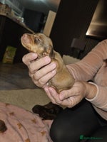 Miniature Dachshund dogs - Advert 2