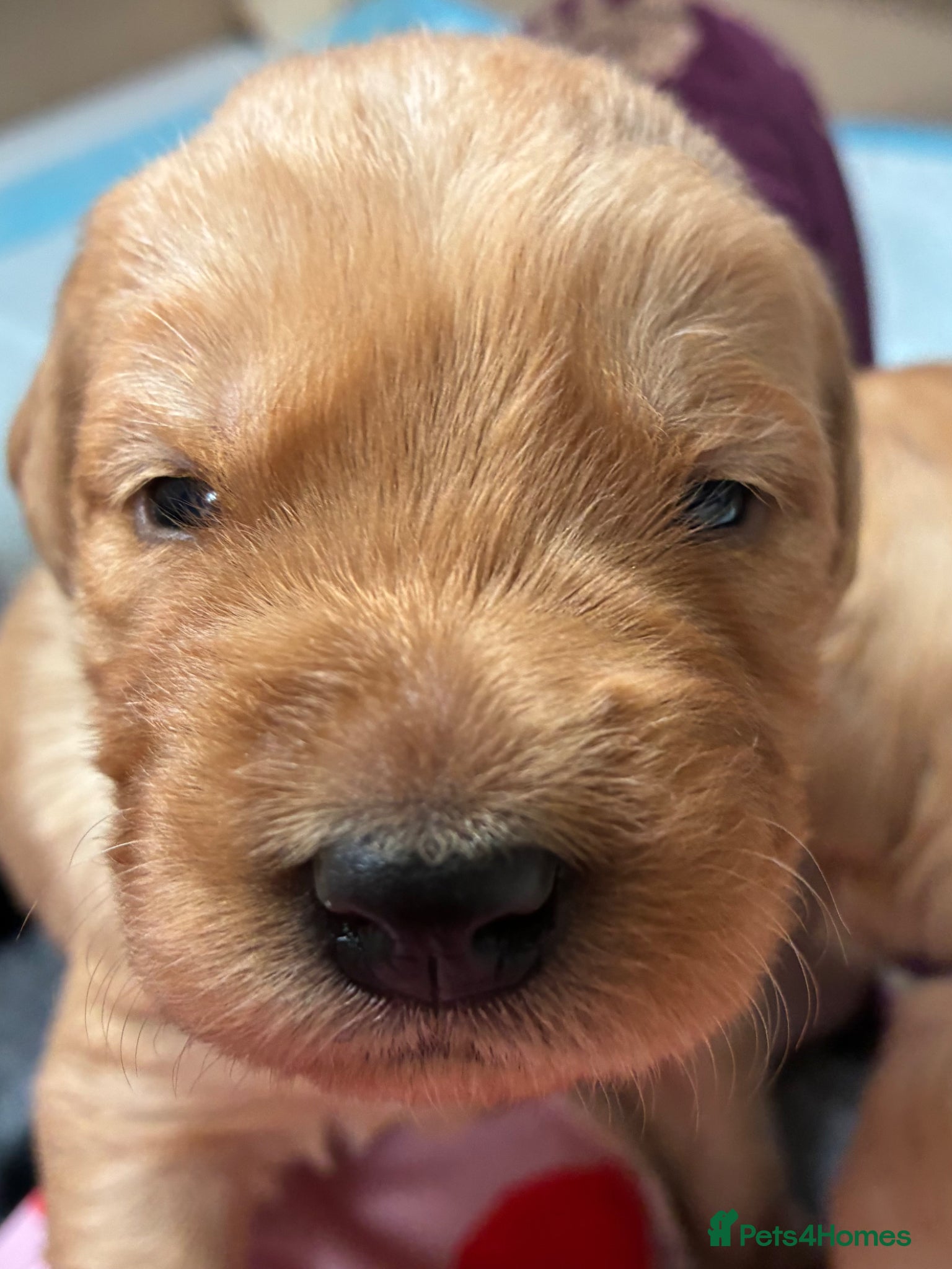 Labradoodle dogs Adorable Labradoodles – Few Left, family raised - Advert 1