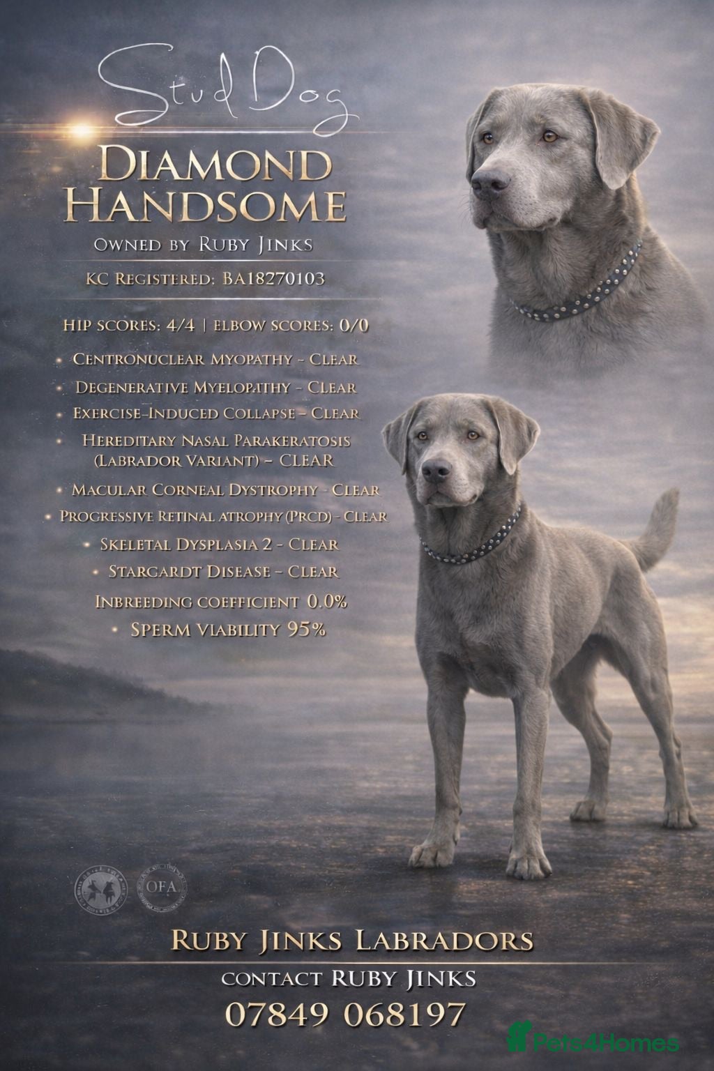 Labrador Retriever dogs Gorgeous well proven Silver Labrador Stud - Advert 1