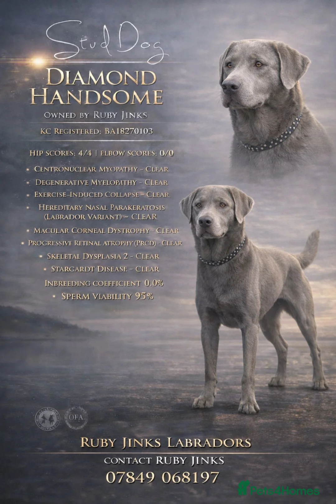 Labrador Retriever dogs for stud: Gorgeous well proven Silver Labrador Stud - Advert 1