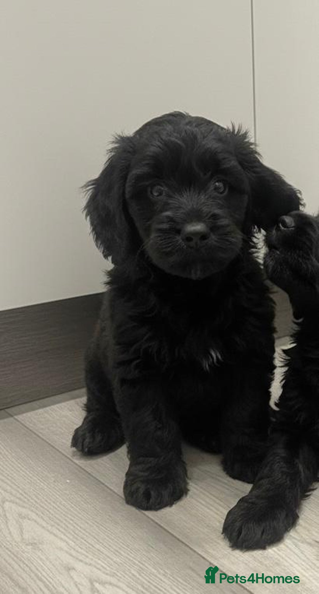 Cockapoo dogs for sale: Cockapoo Puppies - Advert 6