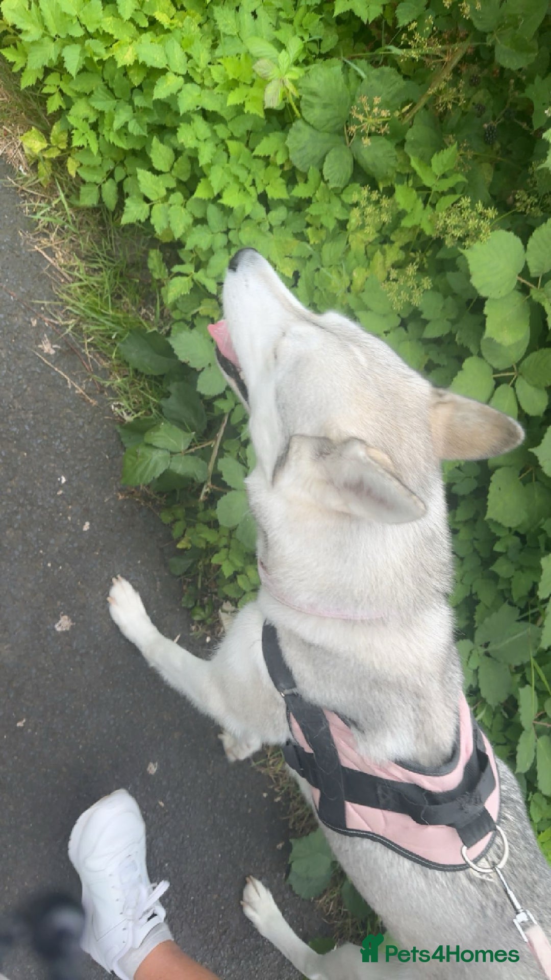 Siberian Husky dogs for sale: 3 year old Siberian husky* - Advert 2
