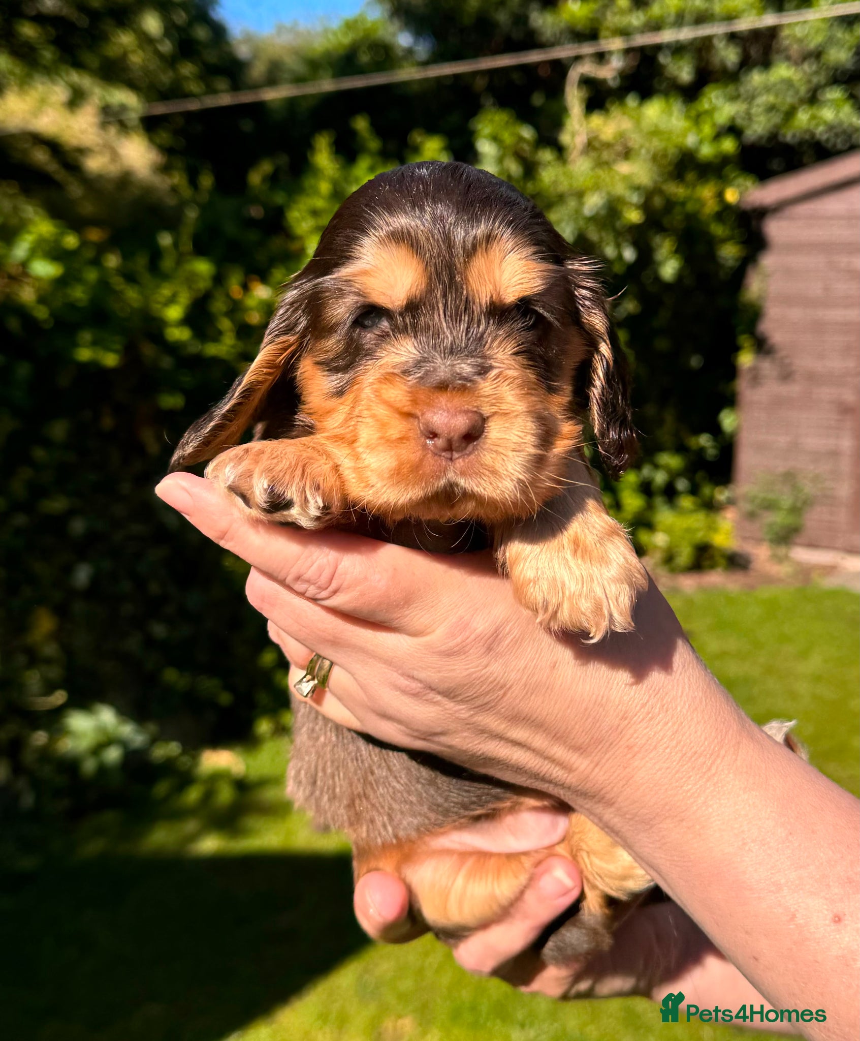 Cocker Spaniel dogs 🩷💜 ADORABLE KC HEALTH TESTED PAR SHOW COCKERS - Advert 1