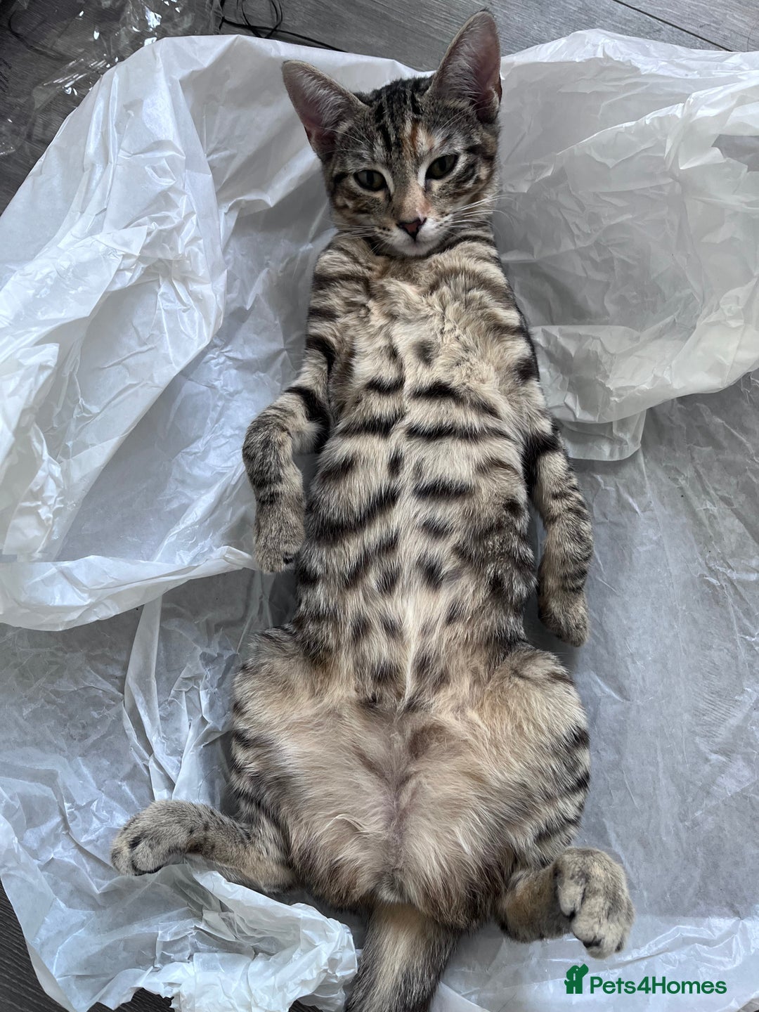 Mixed Breed cats for sale: 🐾 Three Beautiful Cats Looking for Loving Homes  - Image 9