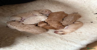 Labradoodle dogs - Advert 2