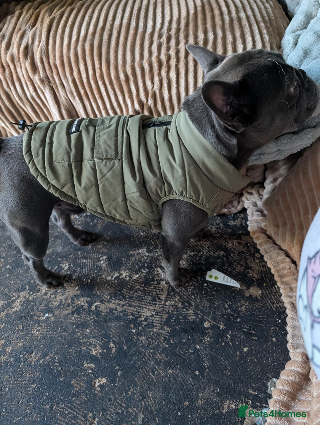 French Bulldog dogs for sale: Male french bulldog  in Derby - Advert 2