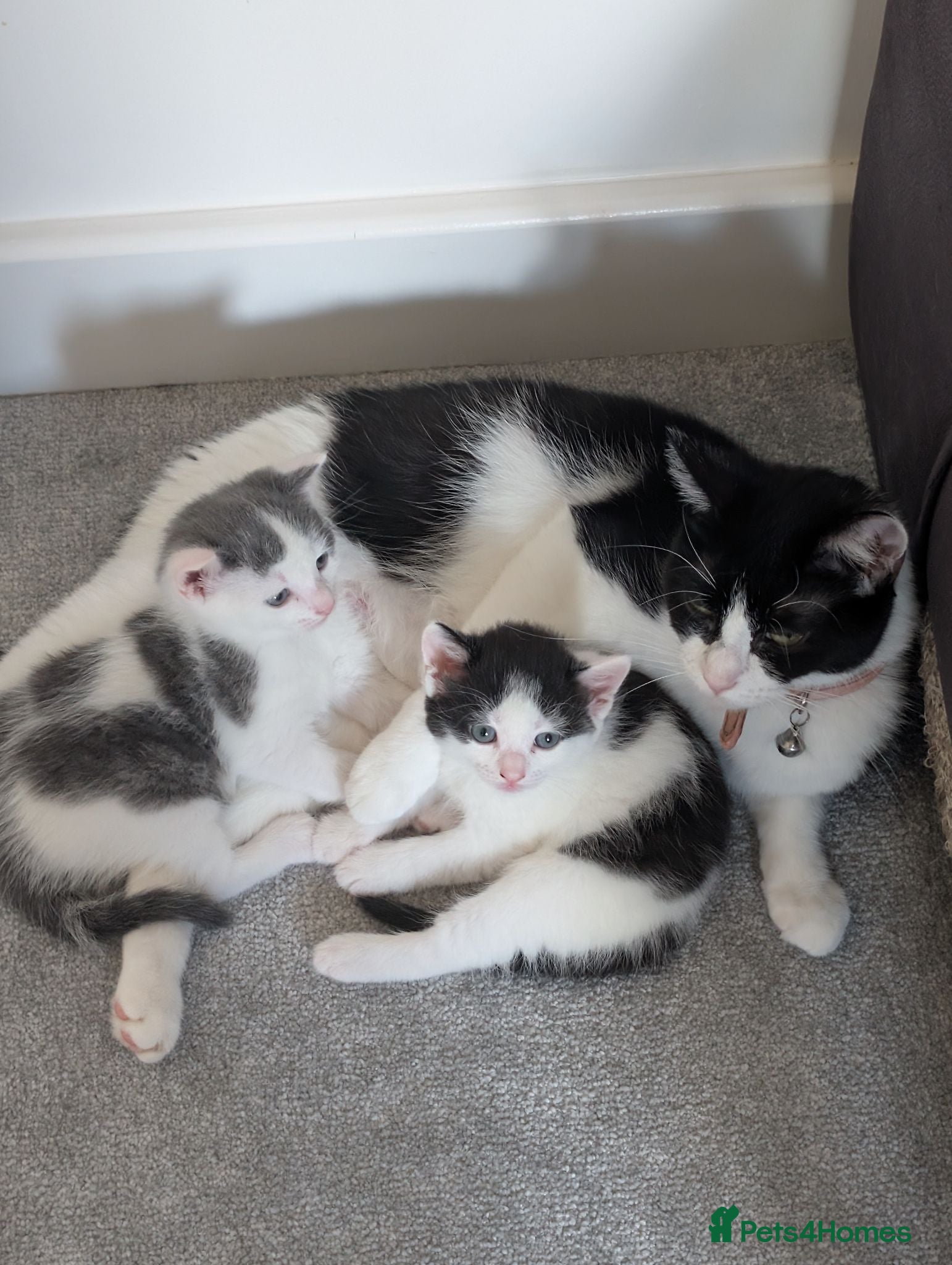 Domestic Shorthair cats Short haired domestic kittens - Advert 1