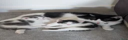 Domestic Shorthair cats for sale: Short haired domestic kittens in Exeter - Advert 1