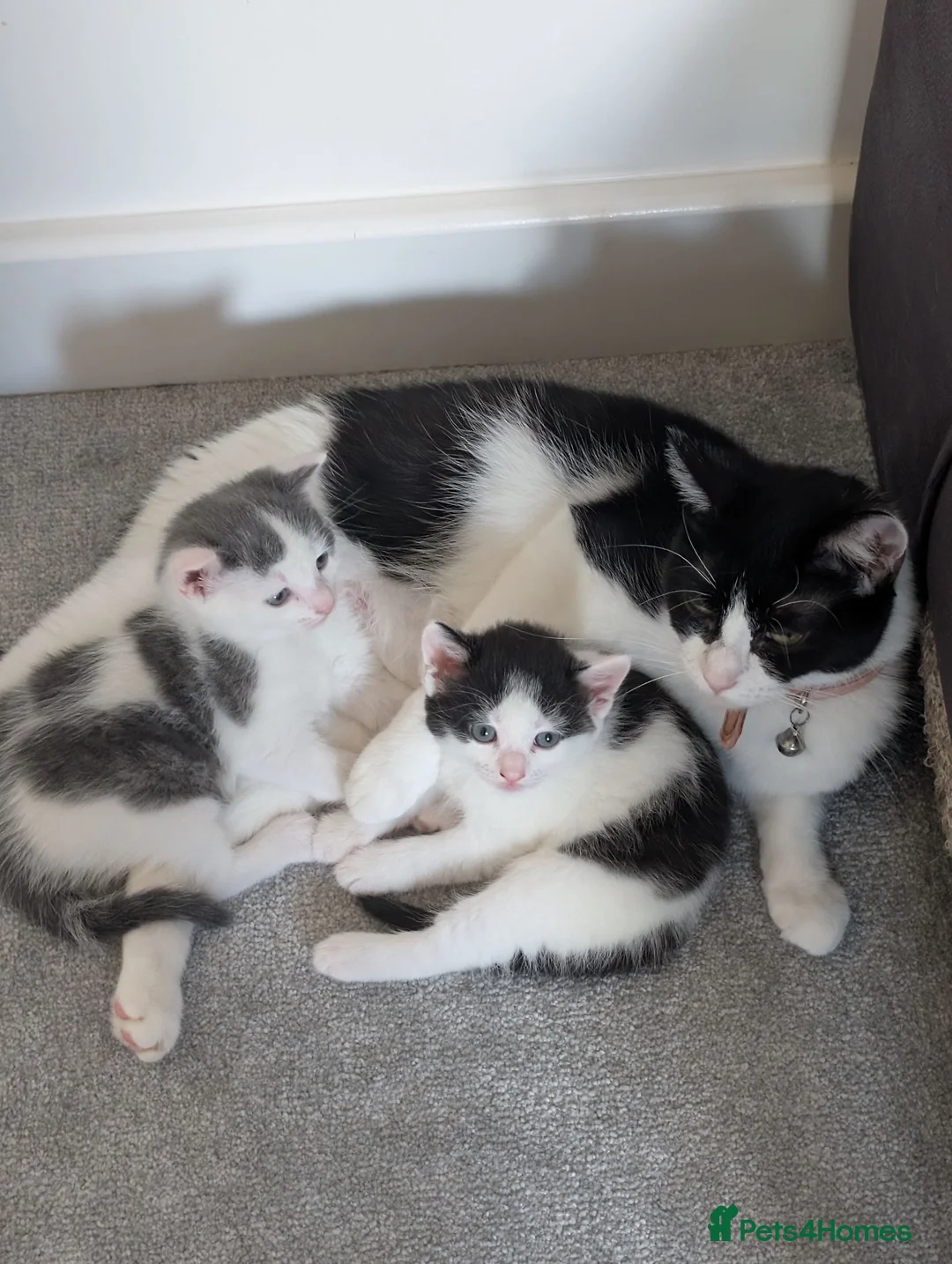 Domestic Shorthair cats for sale: Short haired domestic kittens in Exeter - Advert 1