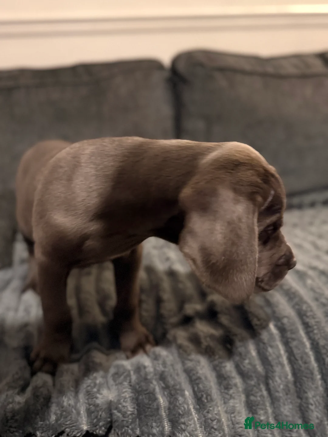 Cane Corso dogs for sale: Blue/lilac cane corsos  - Advert 35