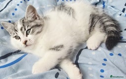 British Shorthair cats for sale: Male kitten British short-hair  - Image 3