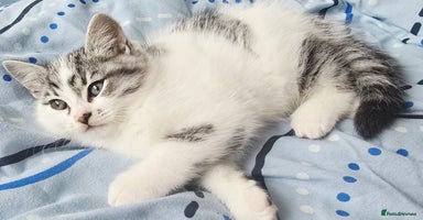 British Shorthair cats - Advert 13