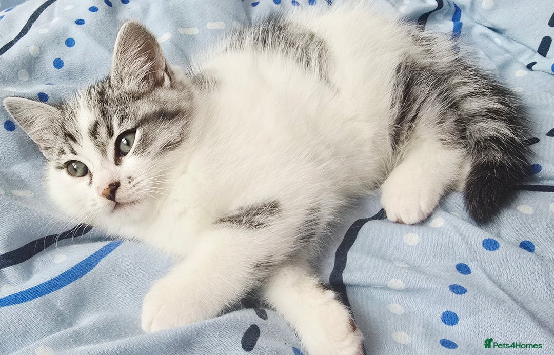 British Shorthair cats for sale: Male kitten British short-hair  - Image 3