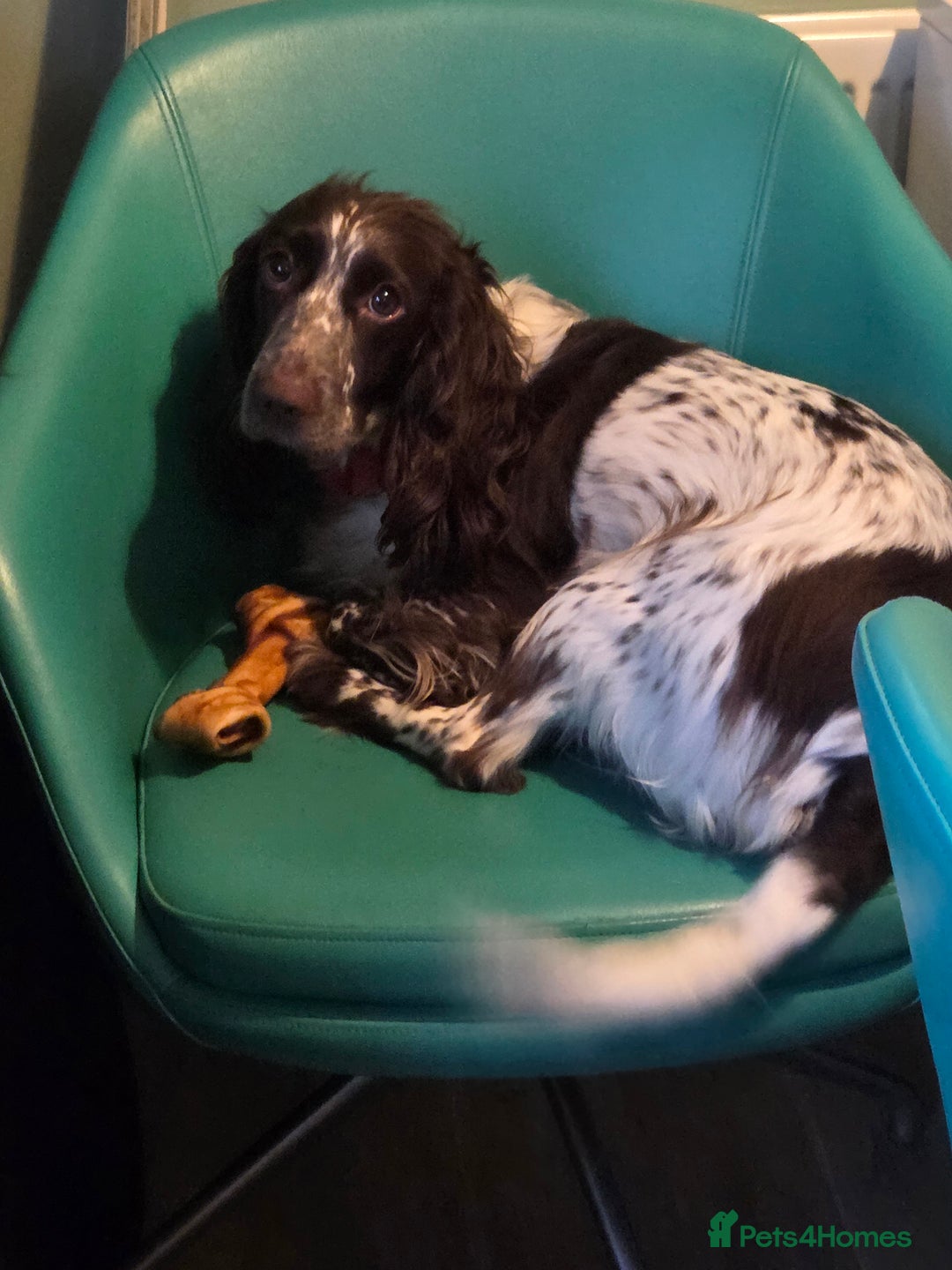 Cocker Spaniel dogs for sale: 7 little beauties show cockers - Advert 1