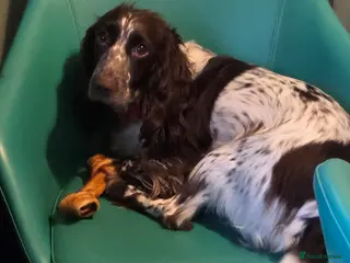 Cocker Spaniel dogs 7 little beauties show cockers - Advert 9