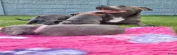 Staffordshire Bull Terrier dogs for sale: Staffordshire bull terrier blue kc reg full ped in Rhyl - Advert 12