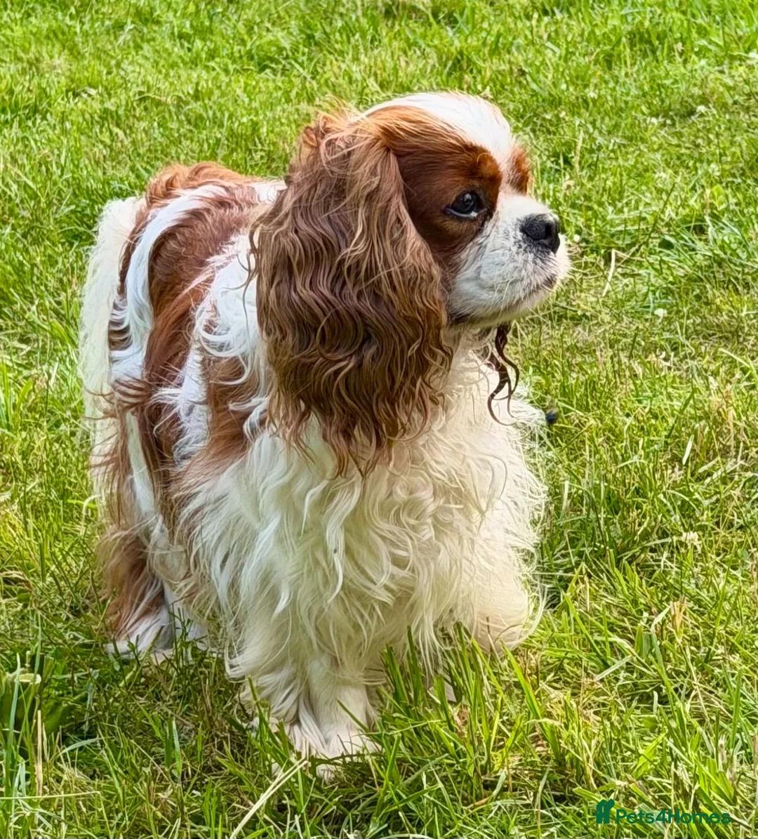 Cavalier King Charles Spaniel dogs for adoption: 🐾 JUSTIN – Male Cavalier King Charles Spaniel 🐾 - Advert 7