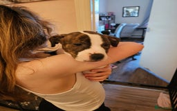Staffordshire Bull Terrier dogs for sale: Staffordshire bull terrier puppy  - Image 10