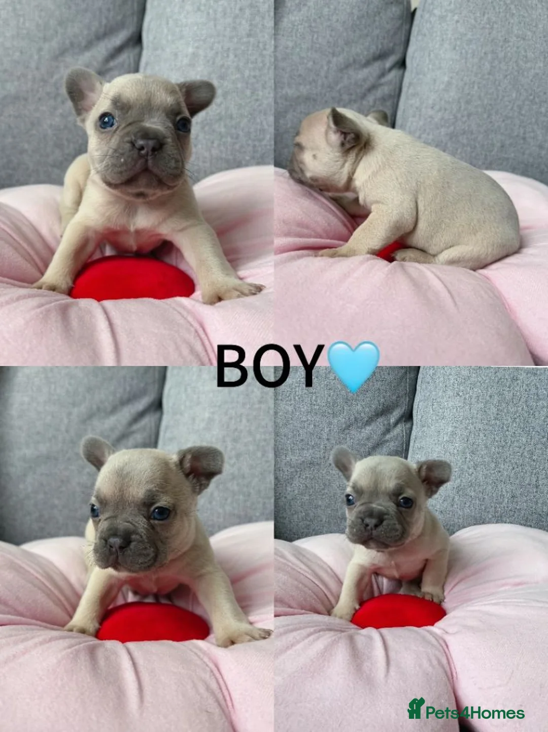 French Bulldog dogs for sale: Cute French Bulldog Puppies Seeking Loving Homes in Manchester - Advert 11