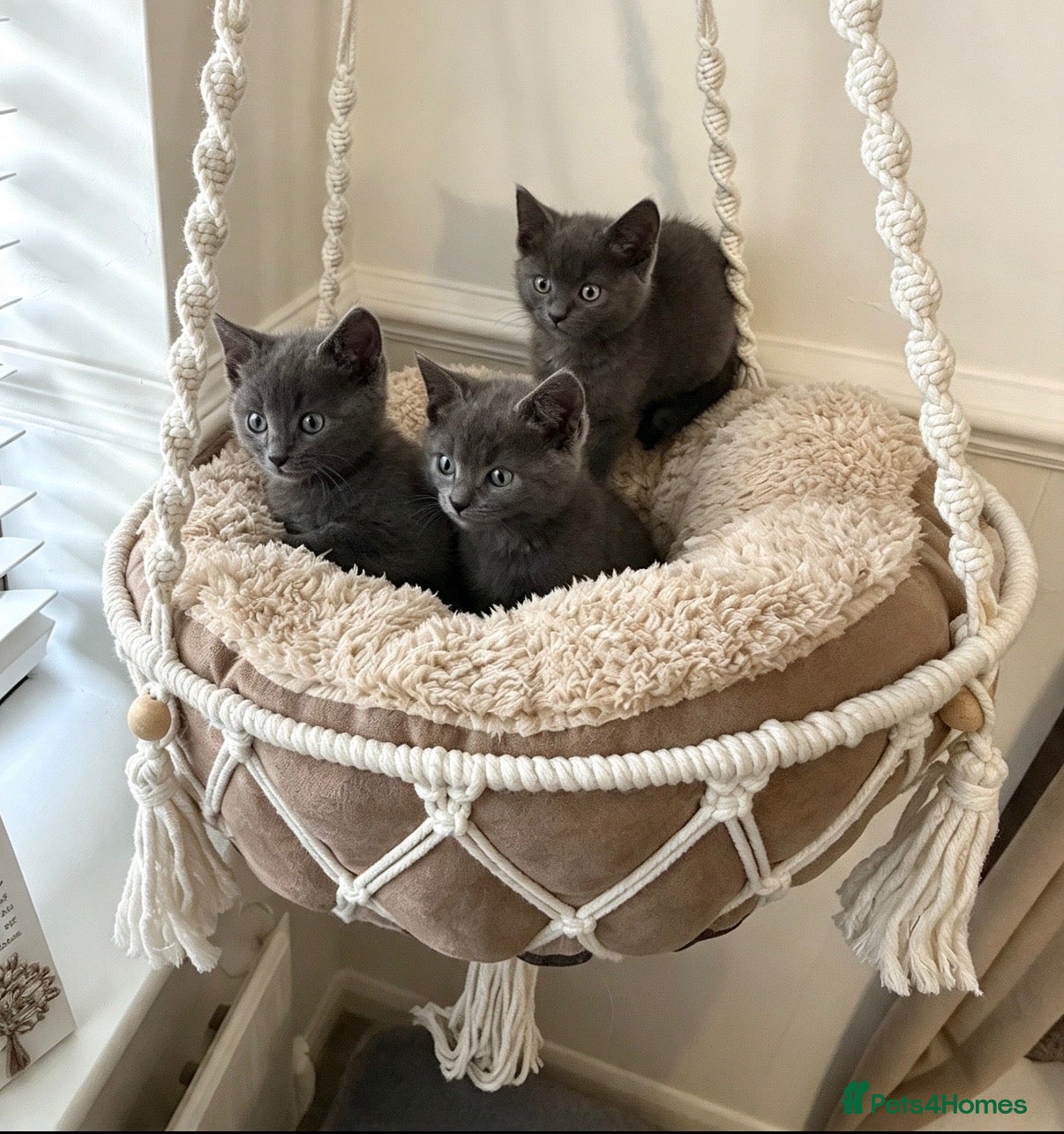 Russian Blue cats ❤️ Ready to leave ❤️ - Advert 6