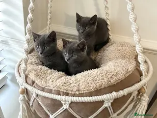 Russian Blue cats ❤️ Ready to leave ❤️ - Advert 6