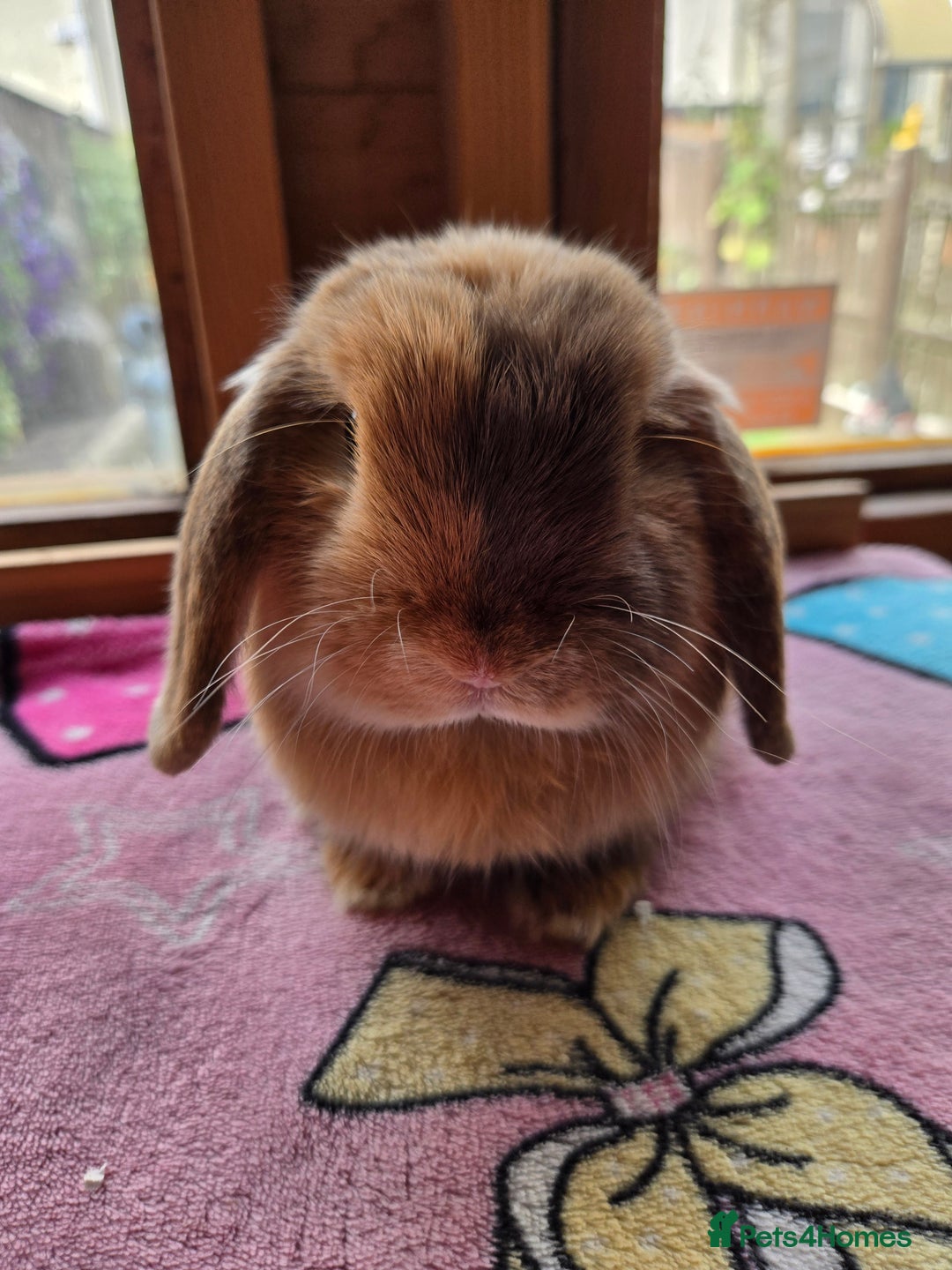 Mini Lop rabbits for sale: Chocolate harliquin boy XX Sold XX  - Image 3