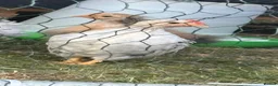 Chickens poultry for sale: 8-week-old cockerals  in Southam - Advert 3