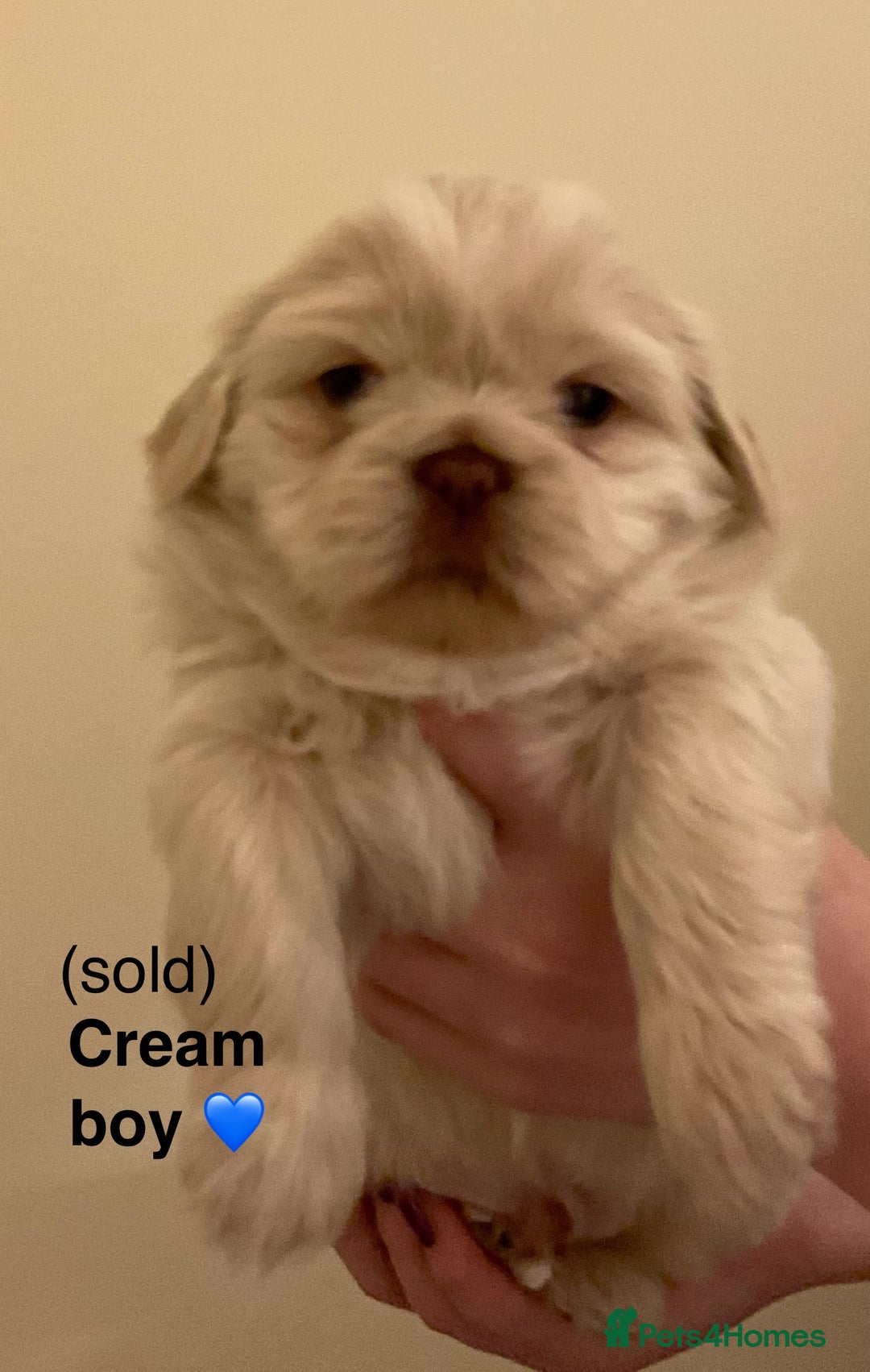 Shih Tzu dogs for sale: Beautiful Shih Tzu pups for sale 💖 - Advert 11