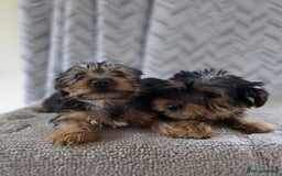 Yorkshire Terrier dogs for sale: Yorkshire terrier puppy  - Image 5