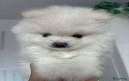 Pomeranian dogs for sale: Adorable White Teddy-Bear Pom Puppies! - Image 15