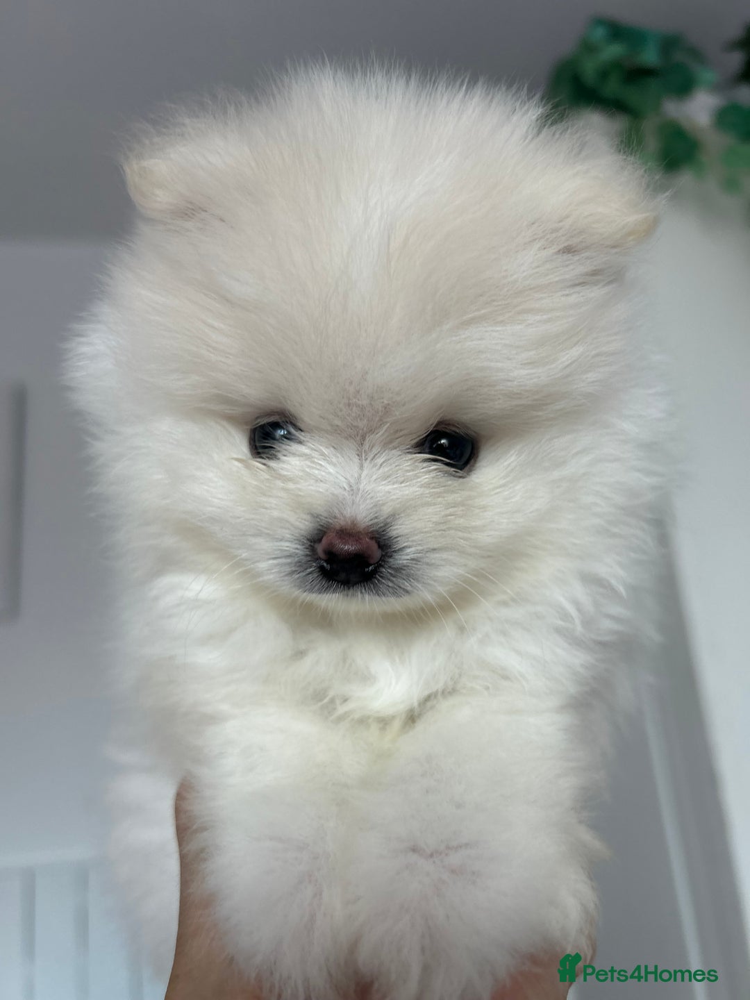 Pomeranian dogs for sale: Adorable White Teddy-Bear Pom Puppies! - Image 15