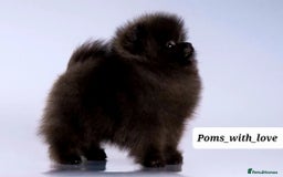 Pomeranian dogs for sale: Outstanding 💖re-available!All info below ⬇️ 35+🏆 - Image 12