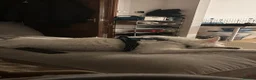 Border Collie dogs for sale: Baloo (border collie x lurcher) - Advert 4