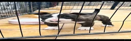 English Bull Terrier dogs for sale: TWO BEAUTIFUL GIRLS READY TO LEAVE  - Advert 4