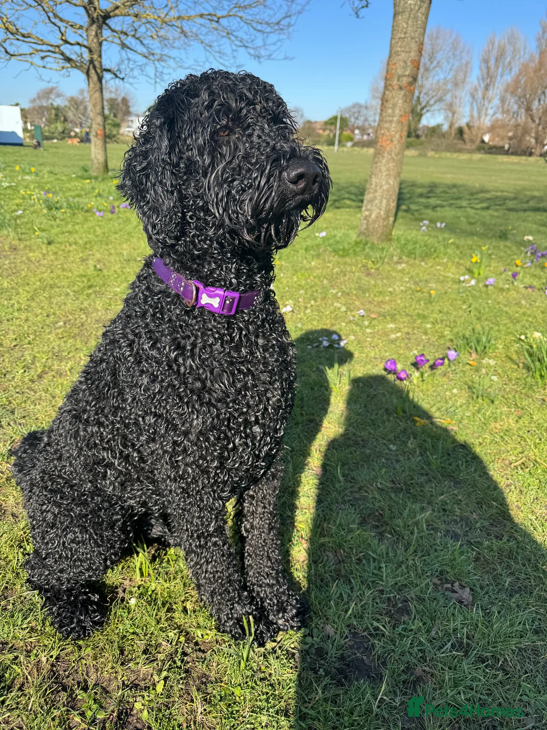 Labradoodle dogs for stud: Meet Leeroy, Our Handsome F3 Labradoodle! - Advert 13