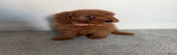 Cockapoo dogs for sale: F1b toy cockapoo Ready to leave  - Advert 9