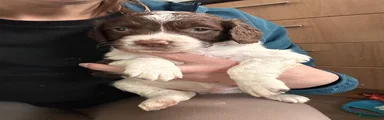 English Springer Spaniel Puppy 2