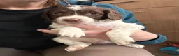 English Springer Spaniel dogs for sale: RKC English Springer Spaniel  - Advert 9