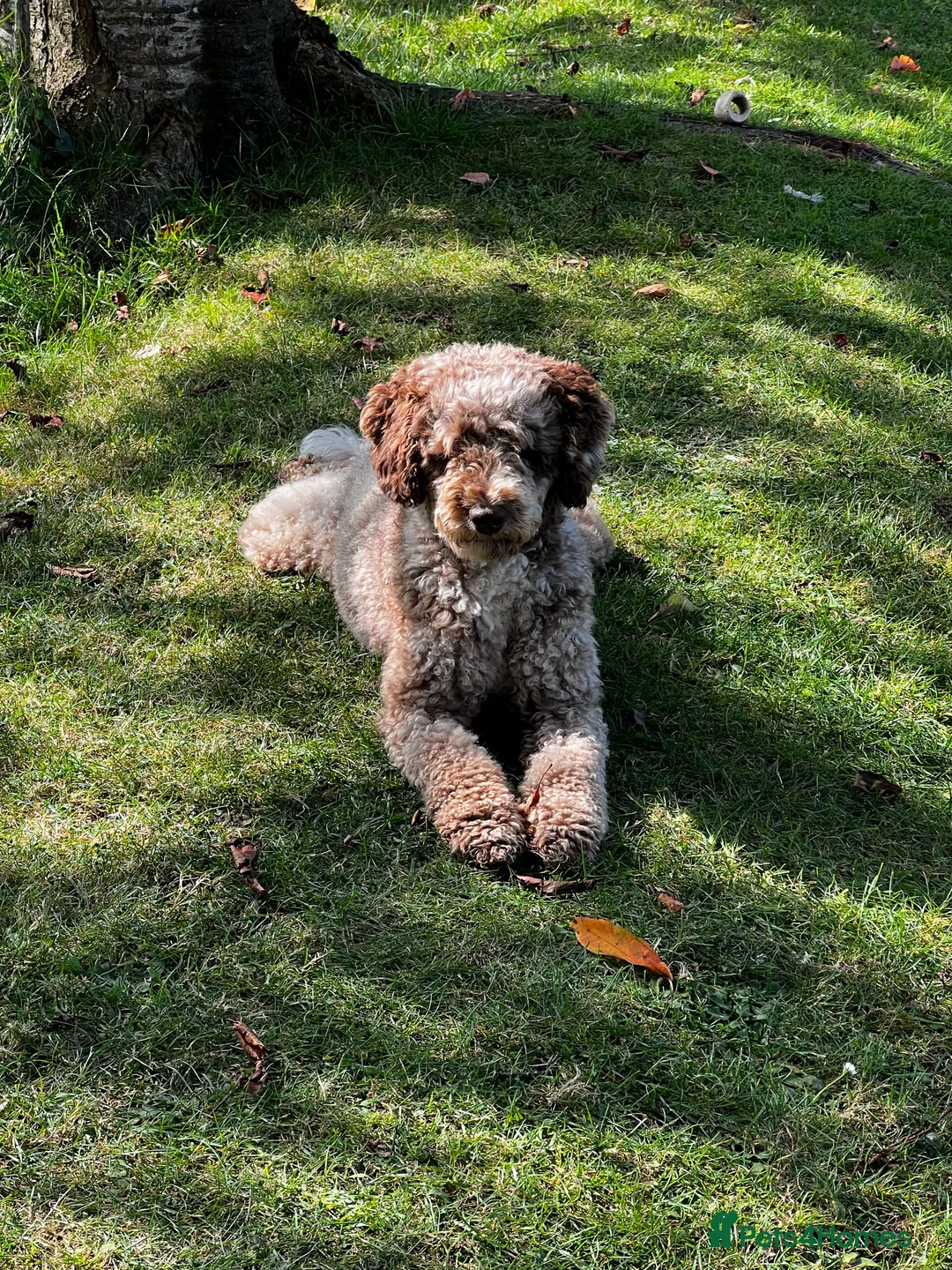 Miniature Poodle dogs for stud: Chocolate Merle Miniature Poodle Fully DNA Tested in Radstock - Advert 17