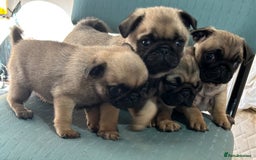 Pug dogs for sale: Purebred Pug Puppies - Image 3