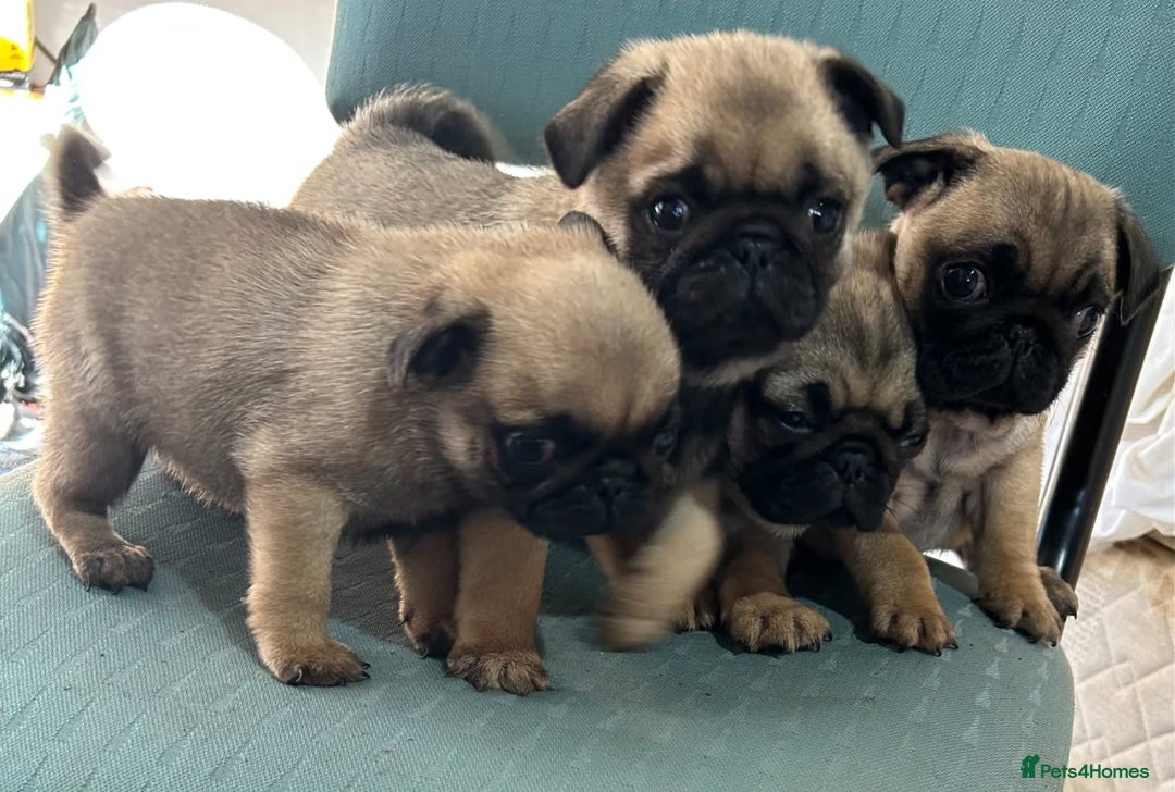 Pug dogs for sale: Purebred Pug Puppies - Image 3