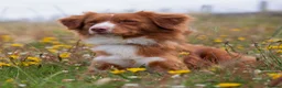 Nova Scotia Duck Tolling Retriever dogs for sale: Scalpsie Toller Puppies  - Advert 1