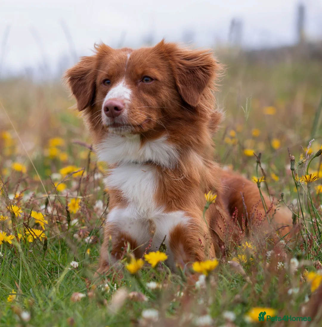 Nova Scotia Duck Tolling Retriever dogs for sale: Scalpsie Toller Puppies  - Advert 1